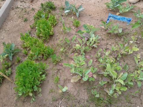 Os nossos legumes e ervas aromáticas prontos a colher...